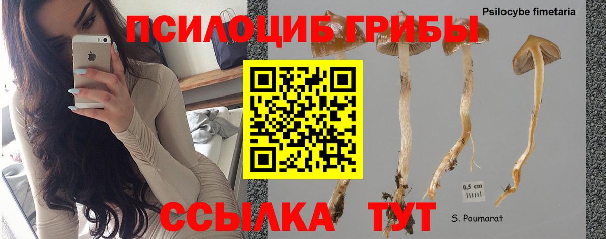 Галлюциногенные грибы GOLDEN TEACHER  сколько стоит  Северобайкальск  Псилоцибиновые грибы мицелий 